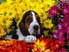 basset-haund.jpg